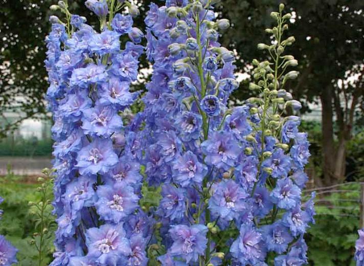 Delphinium Blue Lace, Delphinium x Elatum 'Blue Lace', New Millennium Series, Blue Delphinium, Blue flowers